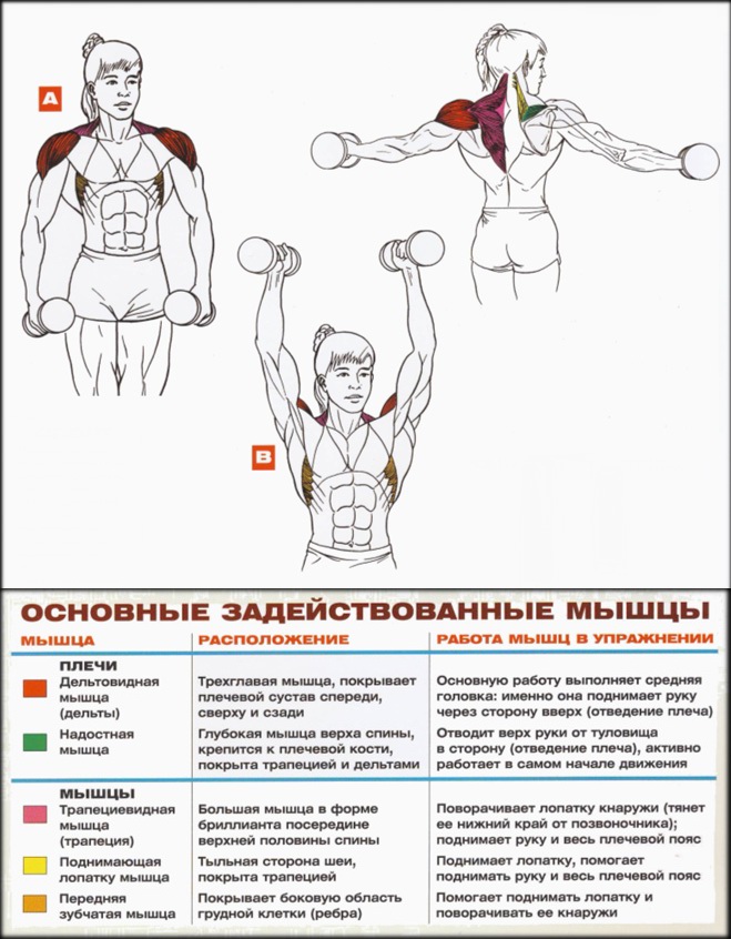Дельтовидная мышца плеча упражнения