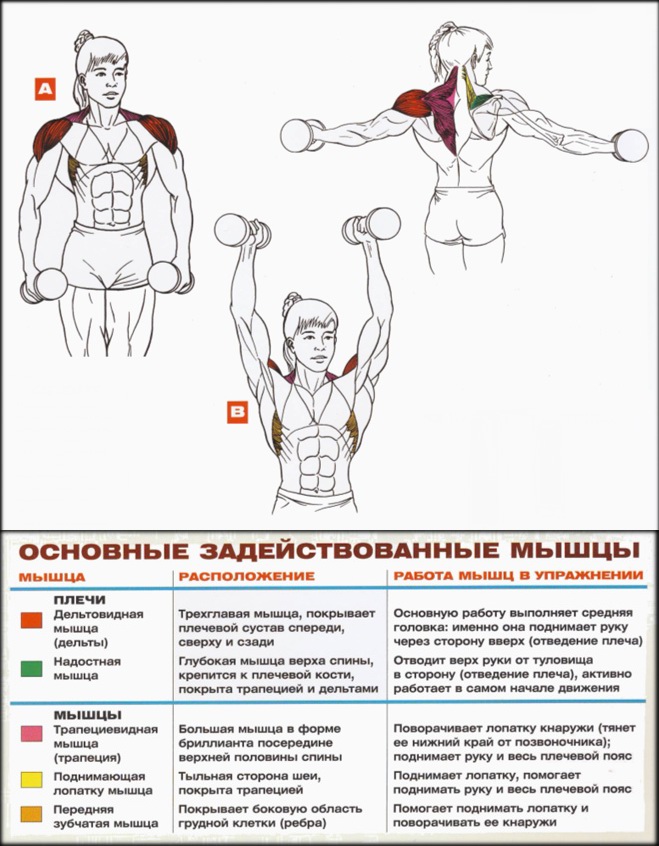 Силовые тренировки с гантелями