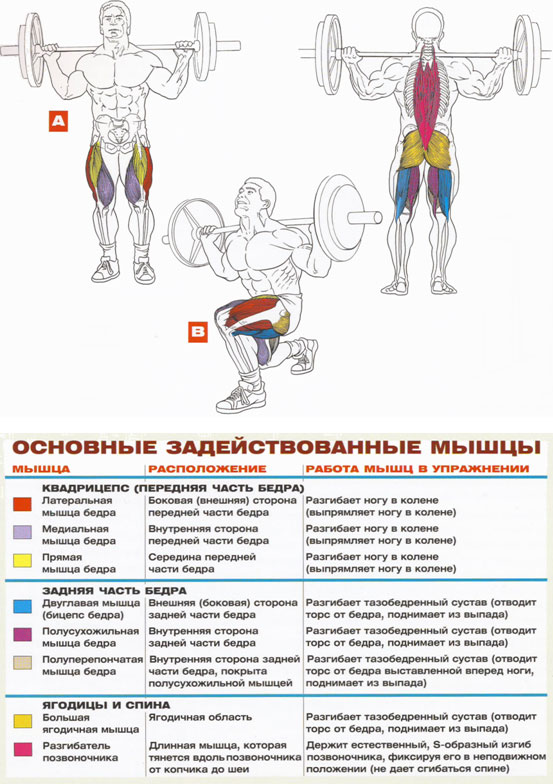 Положение штанги на спине